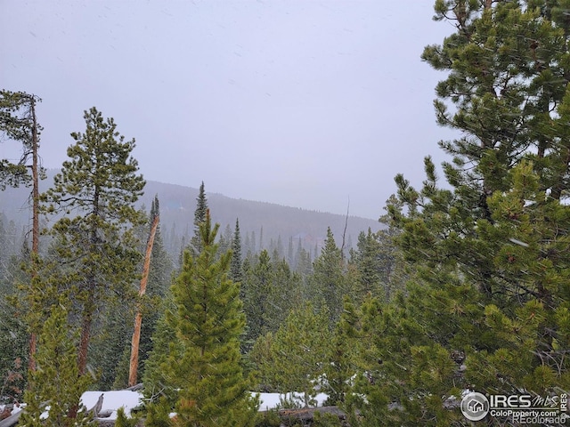 50 Carrier Way, Red Feather Lakes, CO 80545 - photo 28