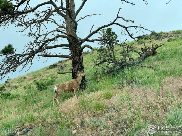 498 Helms Deep Rd, Bellvue, CO 80512