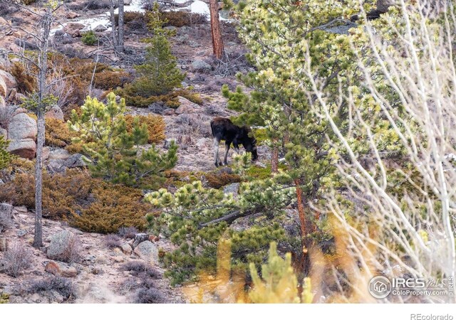53 Ada Ct, Red Feather Lakes, CO 80545