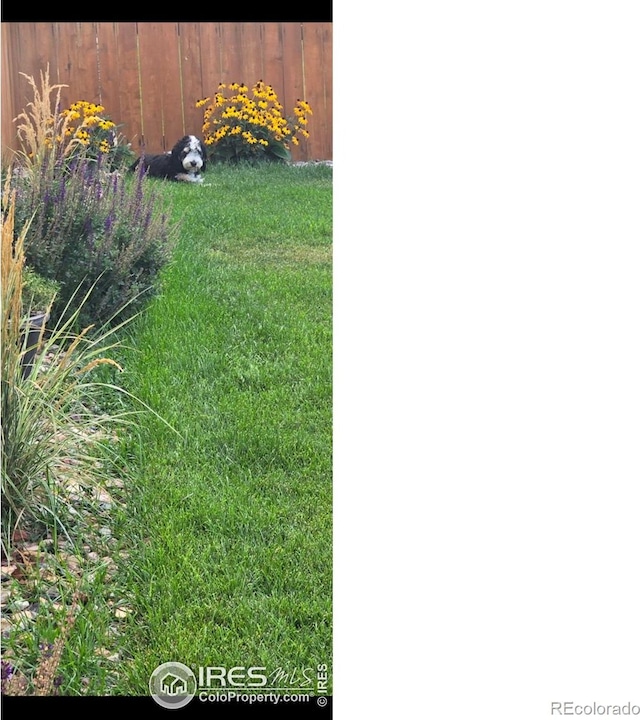 3759 Catmint St, Wellington, CO 80549 - view of yard