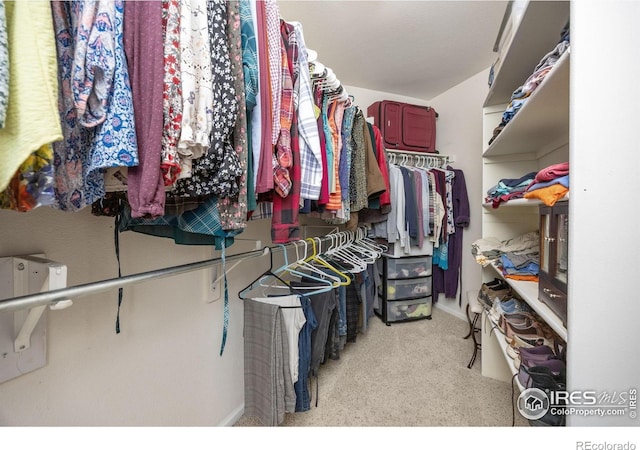 109 Whitney Ct, Windsor, CO 80550 - walk in closet featuring carpet