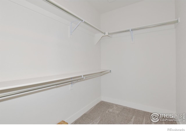 walk in closet with carpet flooring