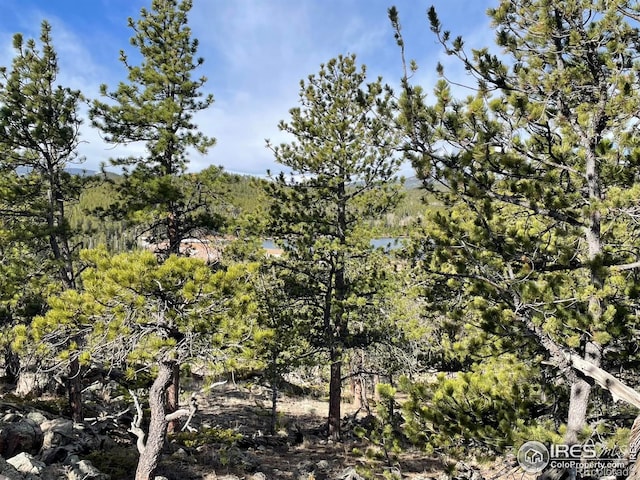 134 Swift Deer Rd, Red Feather Lakes, CO 80545 - view of nature