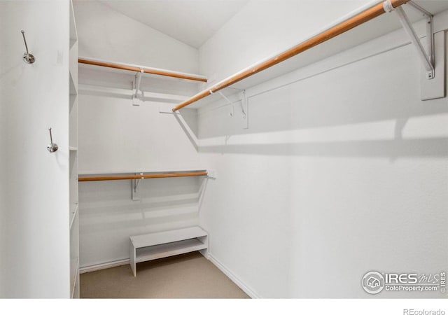 walk in closet featuring carpet floors