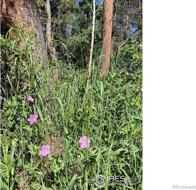 27271 Log Trl, Conifer, CO 80433