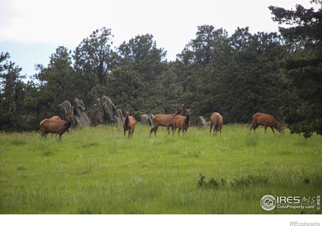 0 Old Flowers Rd, Bellvue, CO 80512 - photo 4