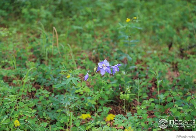 0 Old Flowers Rd, Bellvue, CO 80512 - photo 6