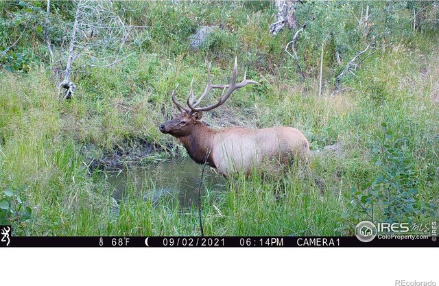 0 Old Flowers Rd, Bellvue, CO 80512 - photo 16