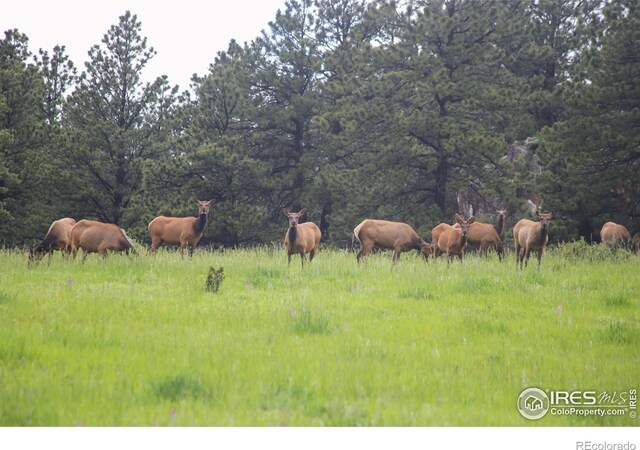 0 Old Flowers Rd, Bellvue, CO 80512 - photo 27
