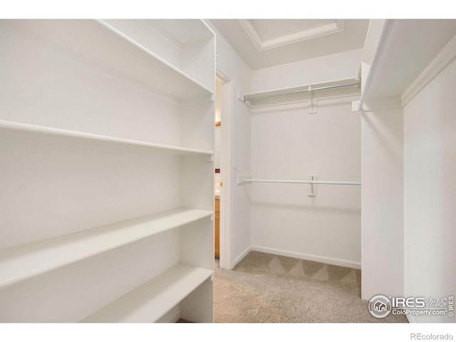 walk in closet featuring carpet flooring