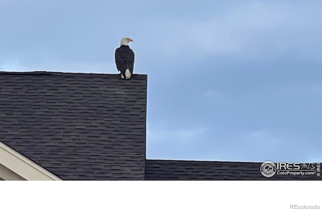 details featuring roof with shingles
