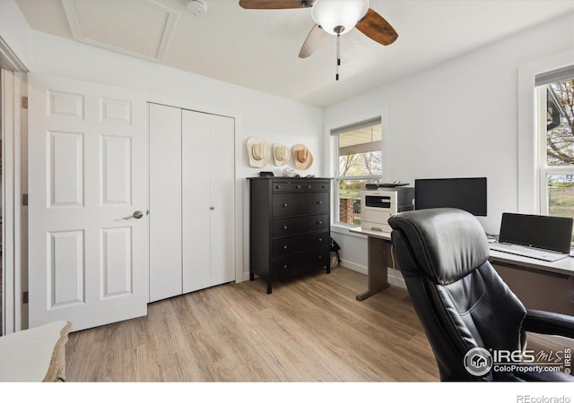 office featuring a ceiling fan, light wood finished floors, and attic access