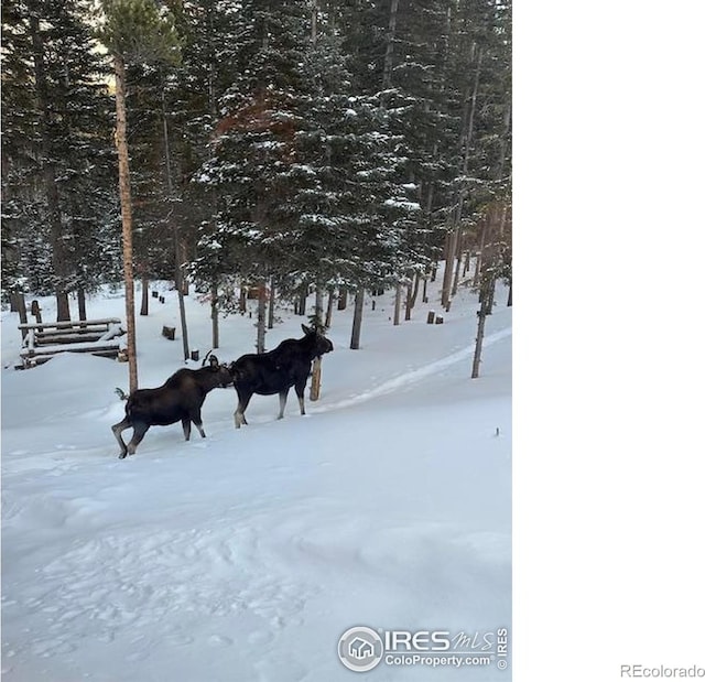 2320 Ottawa Way, Red Feather Lakes, CO 80545