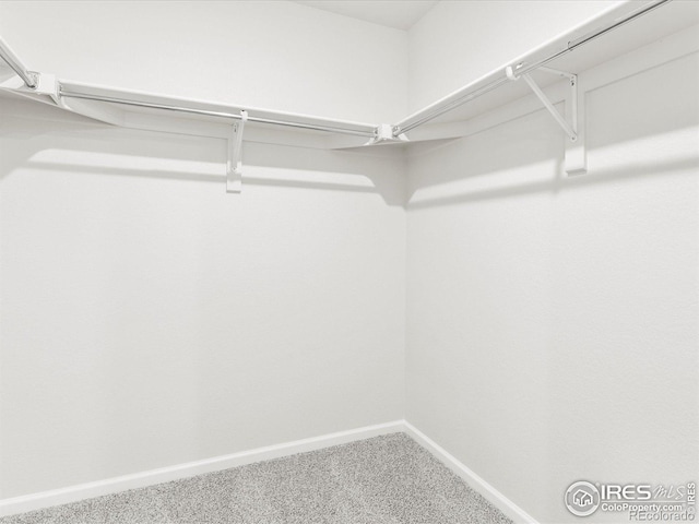 spacious closet featuring carpet floors