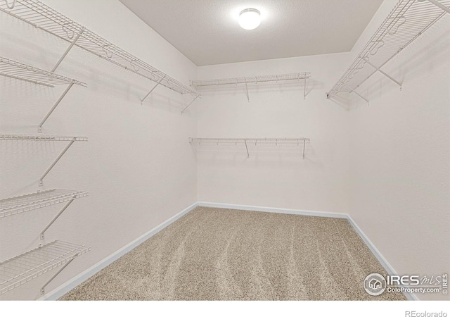 687 Jarvis Dr, Erie, CO 80516 - walk in closet featuring carpet flooring