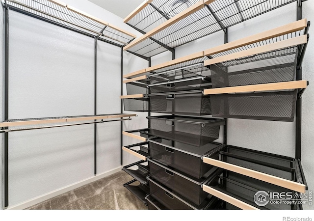 spacious closet featuring carpet