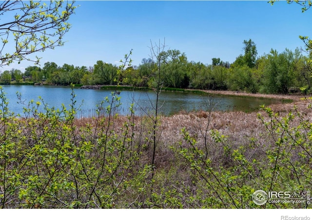 water view with a forest