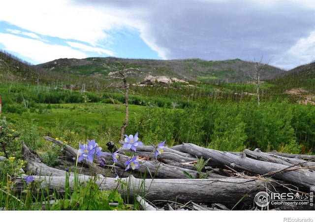 1256 Basking Dog Rd, Bellvue, CO 80512