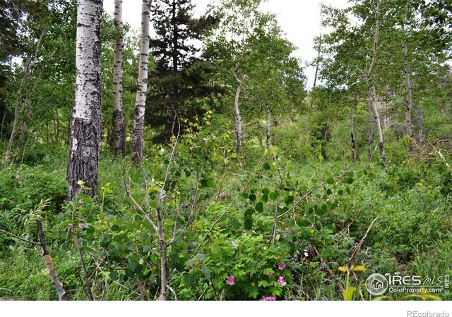 1256 Basking Dog Rd, Bellvue, CO 80512