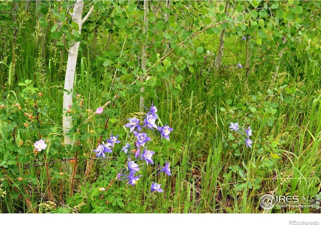 1256 Basking Dog Rd, Bellvue, CO 80512