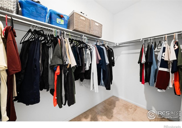 walk in closet with carpet floors