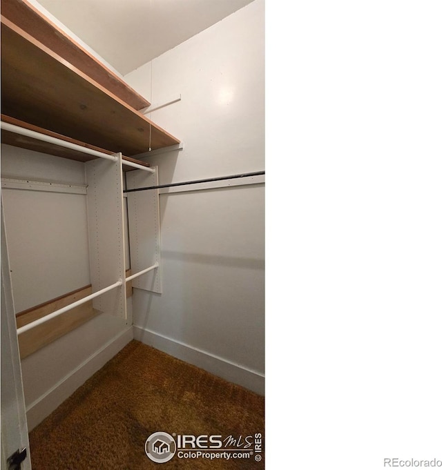 spacious closet featuring carpet