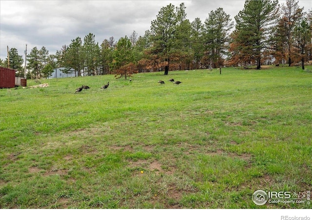1095 Spruce Mountain Dr, Drake, CO 80515 - view of green lawn