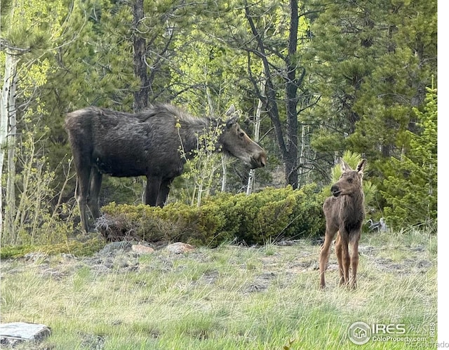 351 County Road 128n, Nederland, CO 80466 - view of nature
