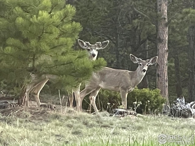 351 County Road 128n, Nederland, CO 80466 - view of local wilderness