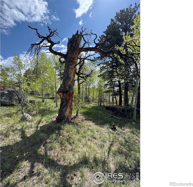 588 Yuki Dr, Red Feather Lakes, CO 80545 - view of yard