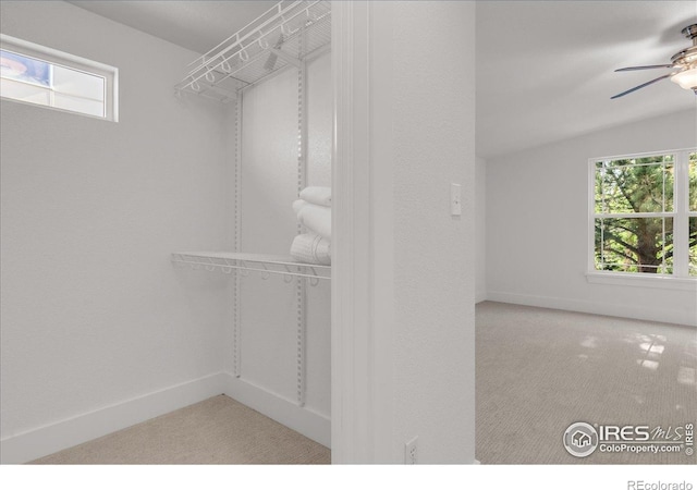 walk in closet with a ceiling fan and carpet flooring