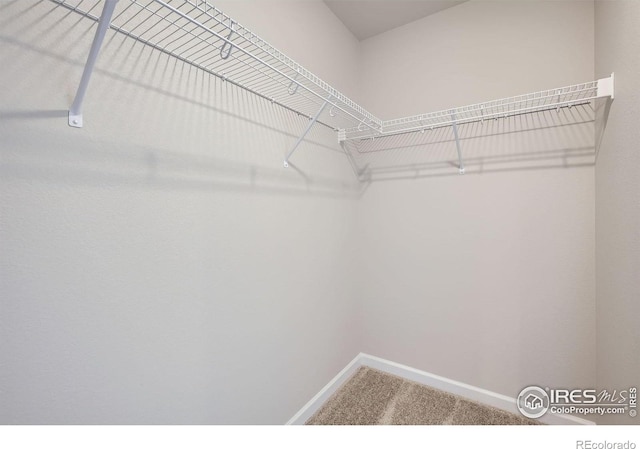 walk in closet with carpet