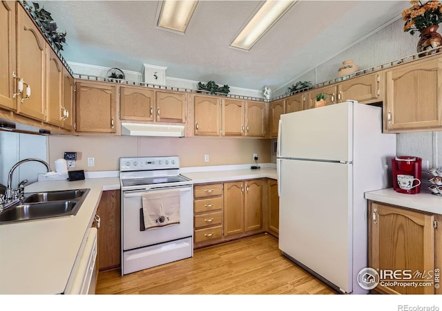 kitchen with white appliances, under cabinet range hood, a sink, light wood finished floors, and light countertops