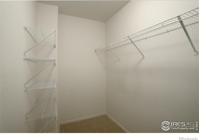 1540 Murrlet St, Berthoud, CO 80513 - walk in closet featuring carpet floors