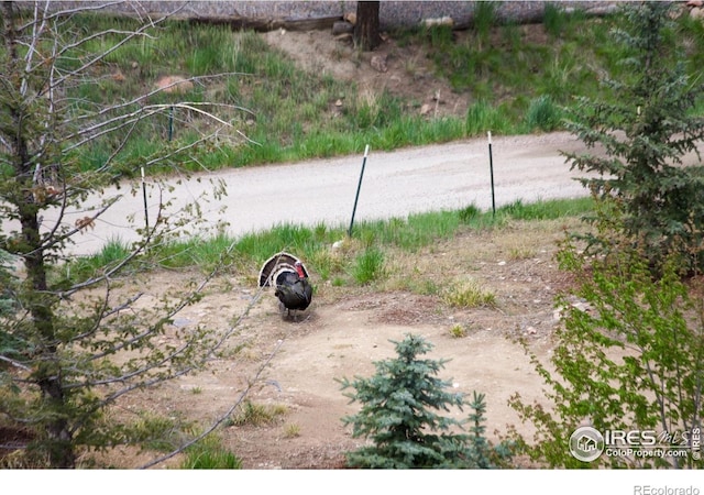 178 Cree Ct, Lyons, CO 80540 - view of yard
