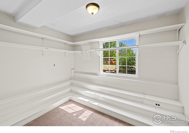 1921 Glenview Ct, Berthoud, CO 80513 - walk in closet with carpet flooring