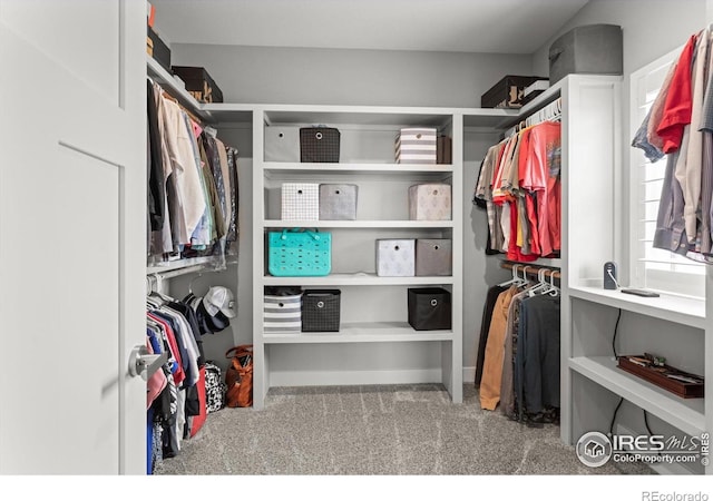 5031 Prairie Lark Ln, Severance, CO 80615 - walk in closet with carpet floors