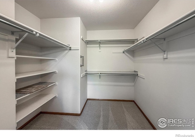 678 Mcclure Ct, Erie, CO 80516 - walk in closet featuring carpet flooring