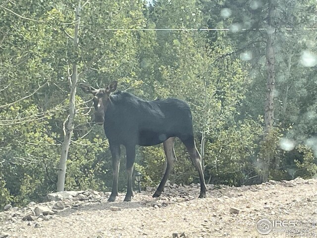 3181 Ottawa Way, Red Feather Lakes, CO 80545