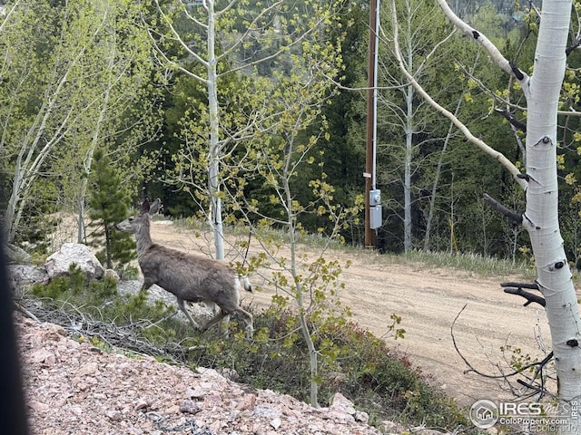 3181 Ottawa Way, Red Feather Lakes, CO 80545