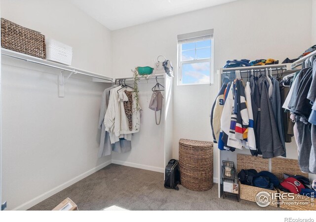 8199 White Owl Ct, Windsor, CO 80550