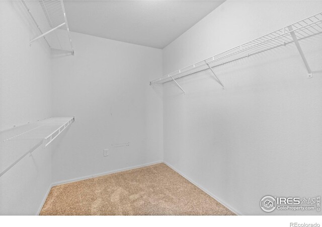 7266 Andover St, Wellington, CO 80549 - walk in closet featuring carpet floors