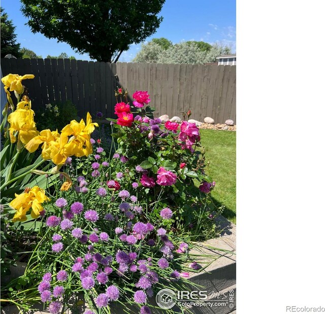 1204 Boulder Ct, Windsor, CO 80550 - exterior view