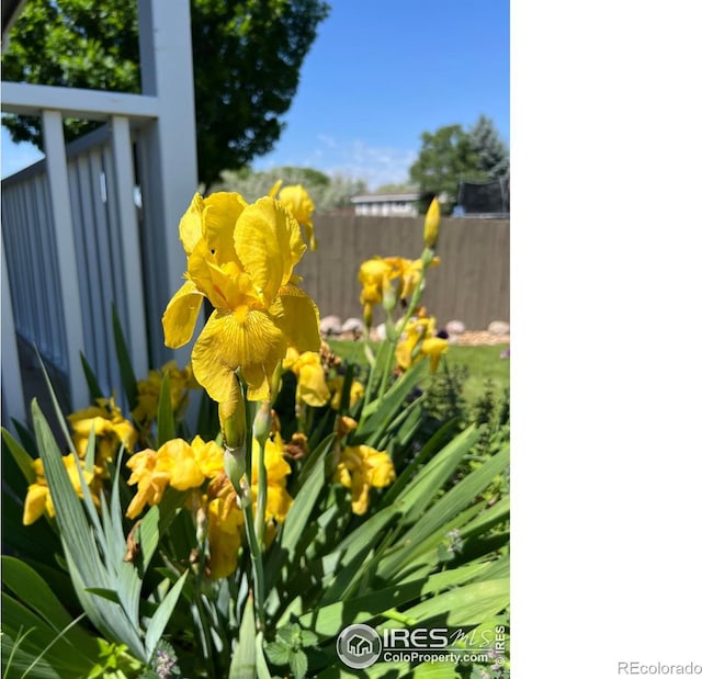1204 Boulder Ct, Windsor, CO 80550 - exterior view