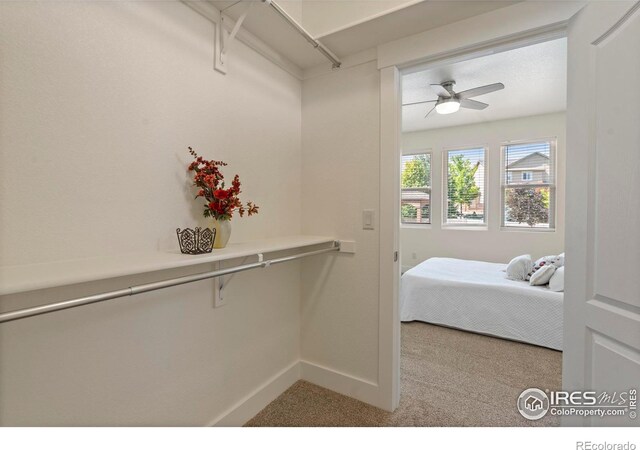 7401 Turnbull Ct, Windsor, CO 80550