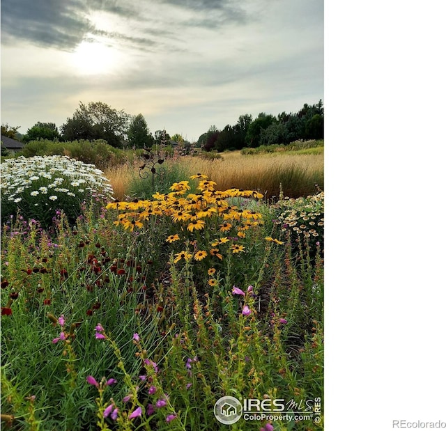 2156 Meander Rd, Windsor, CO 80550 - view of yard