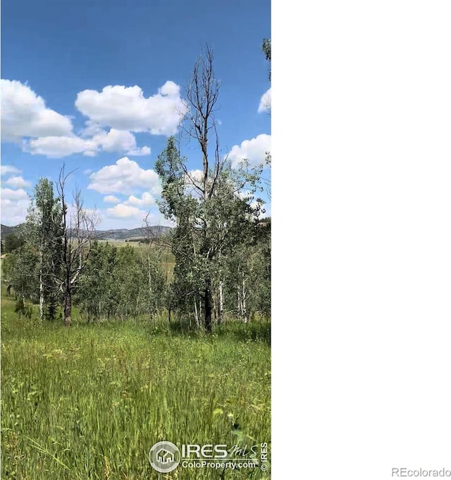 313 Elliott Dr, Florissant, CO 80816 - photo 7