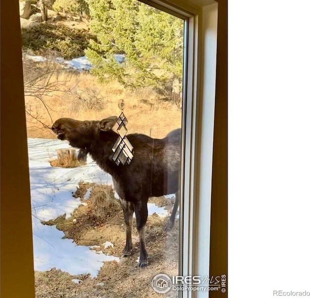 781 Cold Springs Rd, Nederland, CO 80466 - detailed view