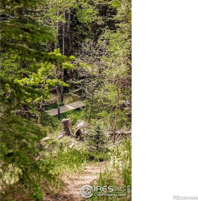 781 Cold Springs Rd, Nederland, CO 80466 - view of undeveloped land