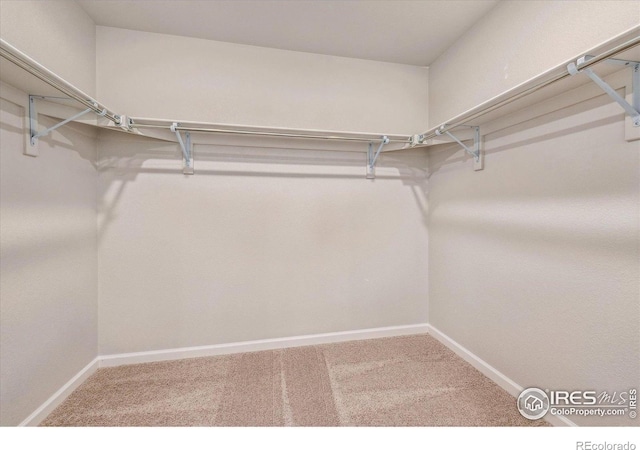 850 Mesic Ln, Windsor, CO 80550 - walk in closet with carpet flooring